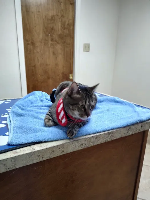 Acton Animal Hospital Picture 3