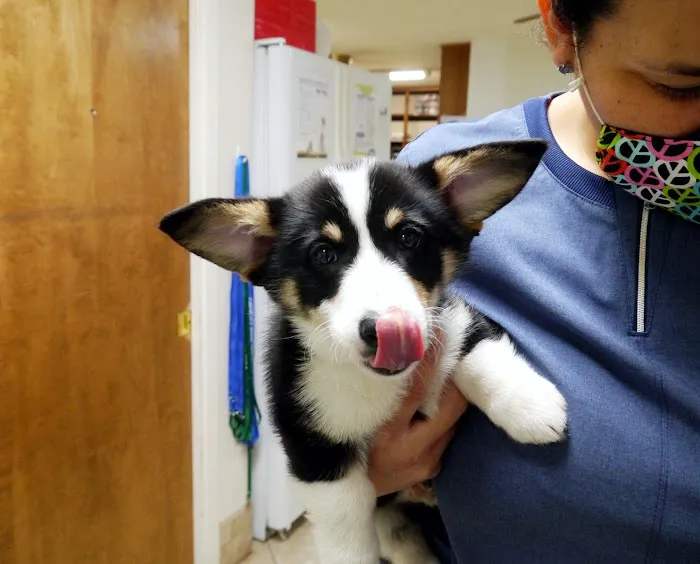 Acton Animal Hospital Picture 6