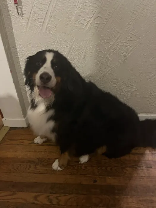 Bear Creek Veterinary Hospital Picture 1