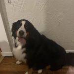 Bear Creek Veterinary Hospital