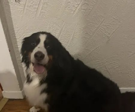 Bear Creek Veterinary Hospital