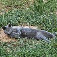 Town & Country Animal Clinic ico