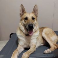 La Paloma Small Animal Hospital ico