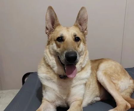 La Paloma Small Animal Hospital