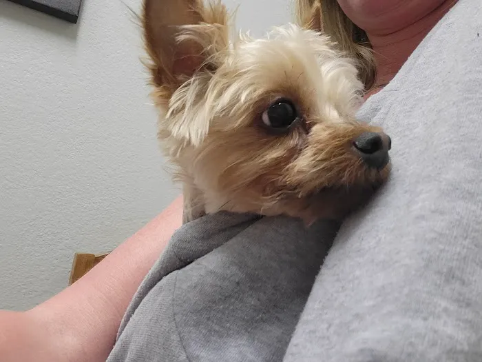 La Paloma Small Animal Hospital Picture 4
