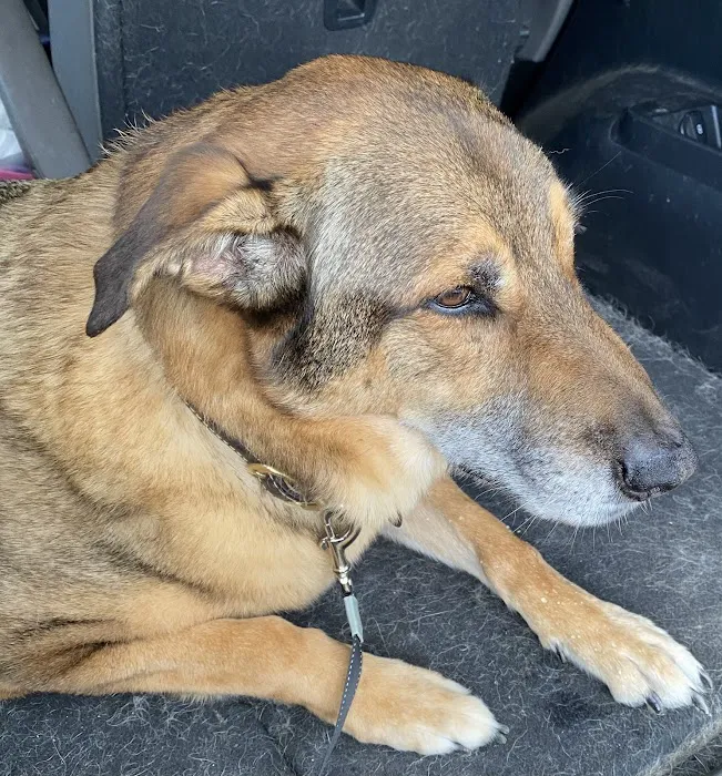 La Paloma Small Animal Hospital Picture 5