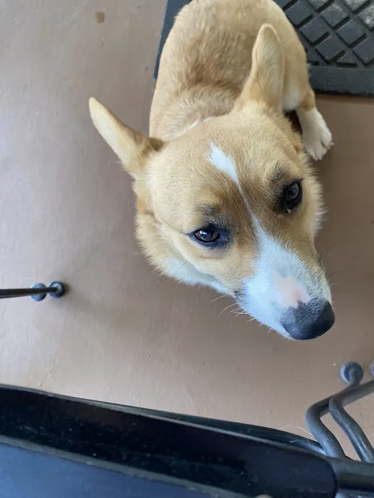 La Paloma Small Animal Hospital Picture 8