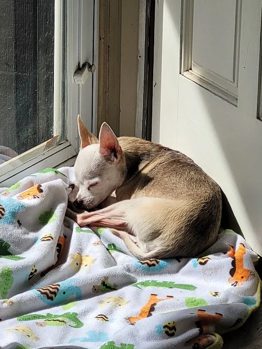 La Paloma Small Animal Hospital Picture 10