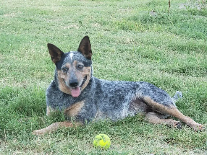 All Heart Veterinary Center Picture 3