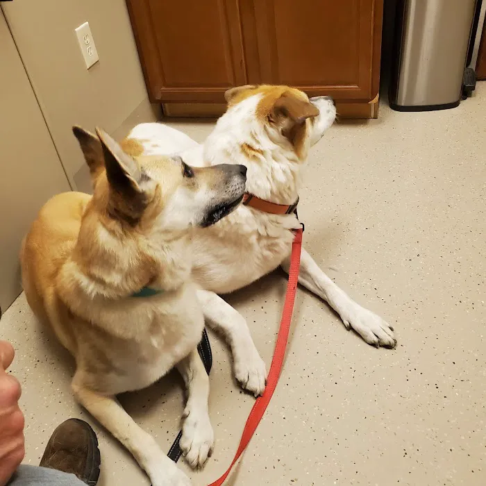 All Heart Veterinary Center Picture 4