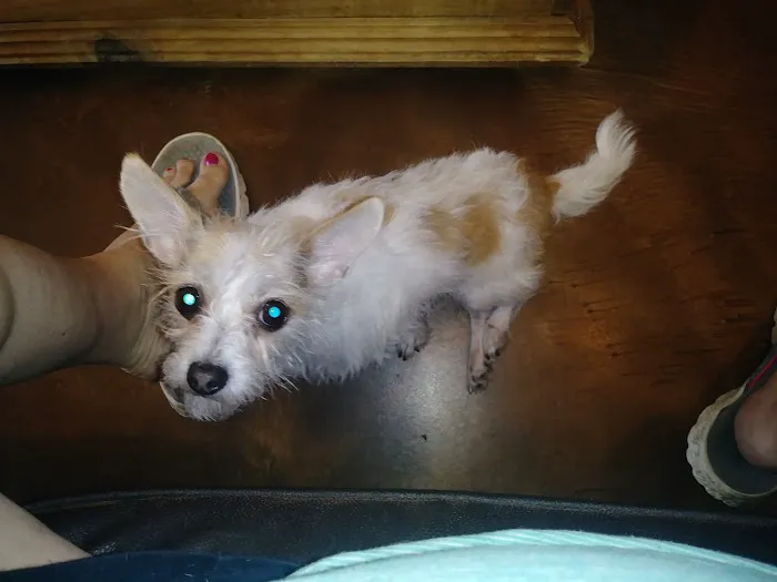 All Heart Veterinary Center Picture 9