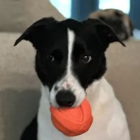 Van Zandt Veterinary Hospital ico