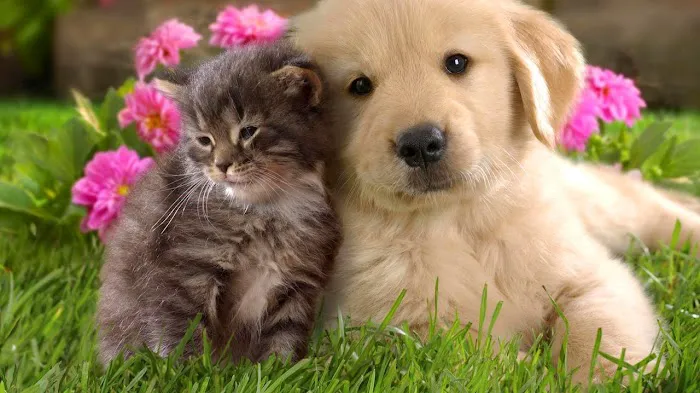 Van Zandt Veterinary Hospital Picture 10