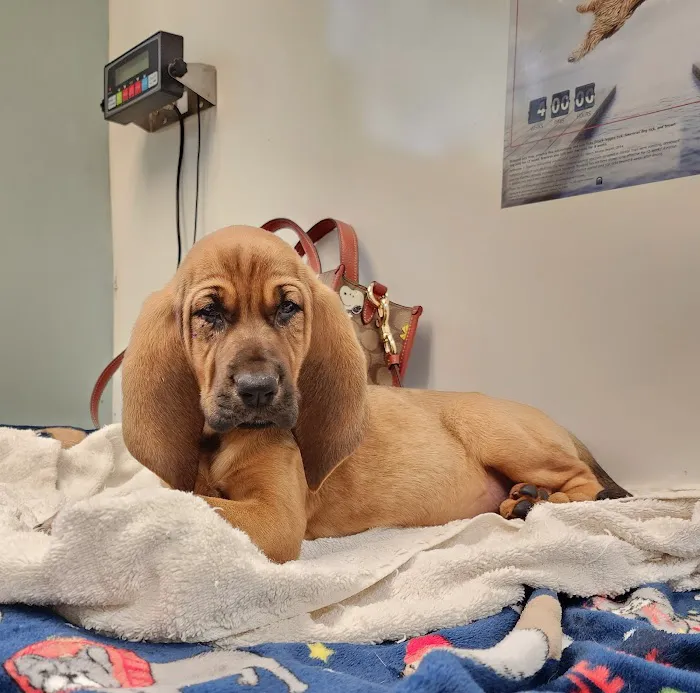 Hunt County Animal Hospital Picture 5