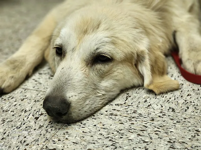 Hunt County Animal Hospital Picture 4