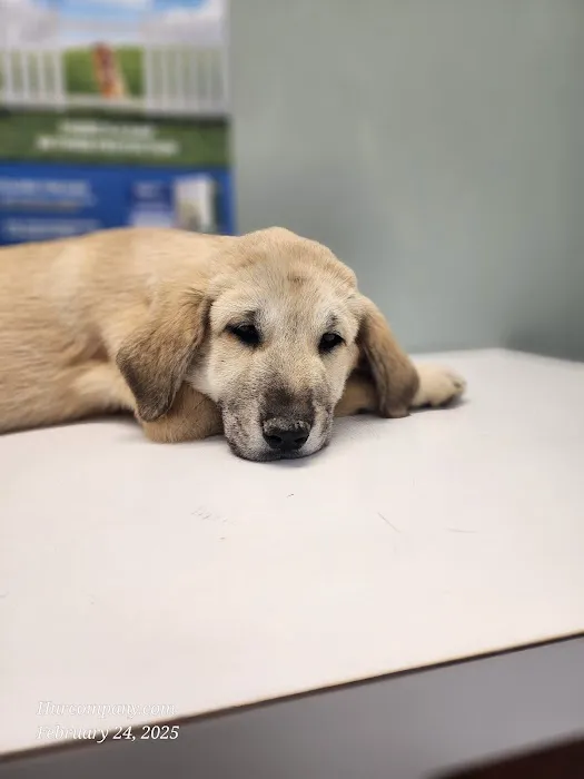Hunt County Animal Hospital Picture 3