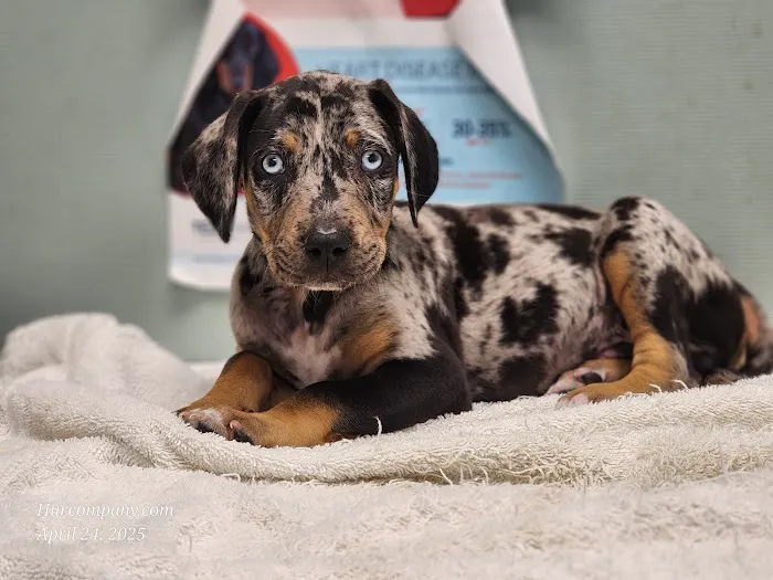 Hunt County Animal Hospital Picture 6