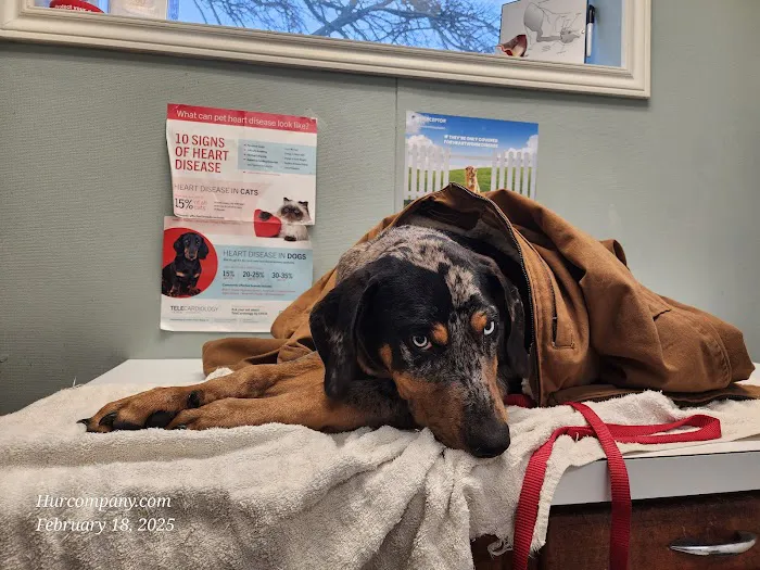 Hunt County Animal Hospital Picture 8
