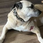 Canton Veterinary Clinic
