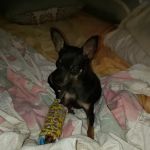 Grand Saline Veterinary Clinic