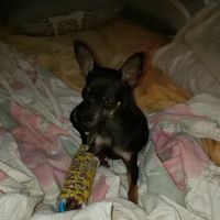 Grand Saline Veterinary Clinic ico
