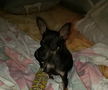 Grand Saline Veterinary Clinic