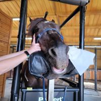 Sulphur River Veterinary Clinic ico