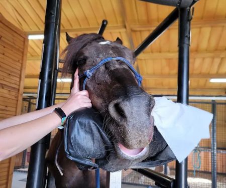 Sulphur River Veterinary Clinic
