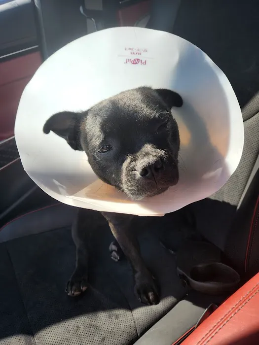 Banfield Pet Hospital Picture 2