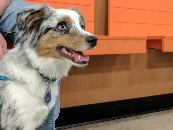 Banfield Pet Hospital Picture 7