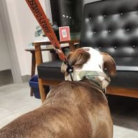 Veterinary Emergency Group ico