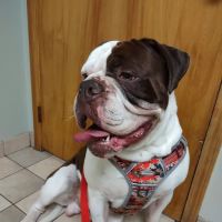 Koprowski Veterinary Clinic ico