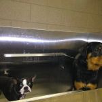 Davison Veterinary Hospital: Mc Fall Susan G DVM