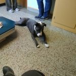 Davison Vet Integrated Care