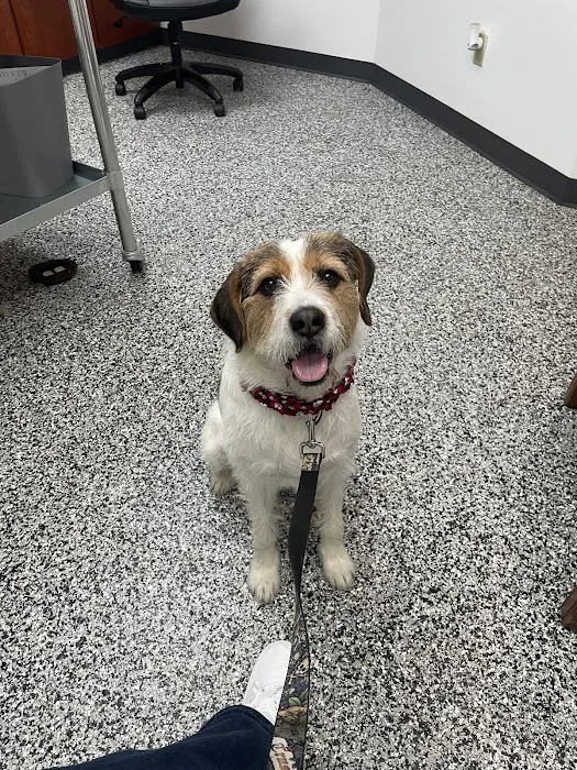 Pet Care Plus Picture 1