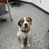 Pet Care Plus ico