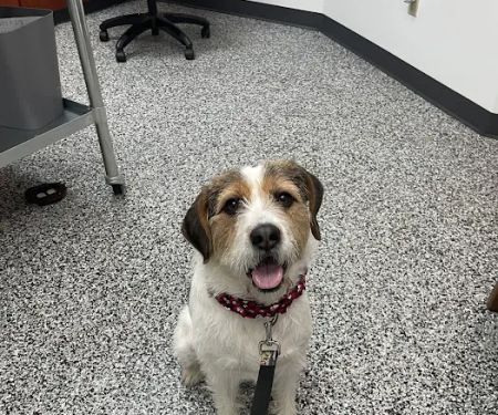 Pet Care Plus