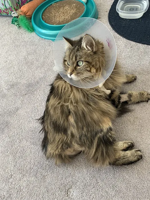 Pet Care Plus Picture 2