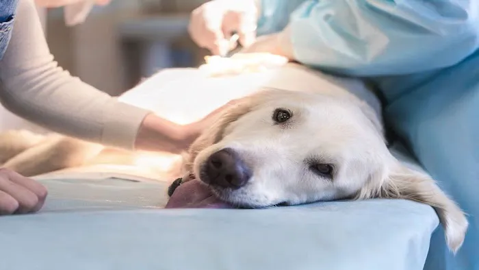 Pet Care Plus Picture 7