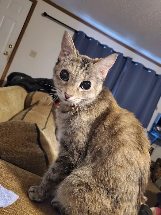 Pet Care Plus Picture 10