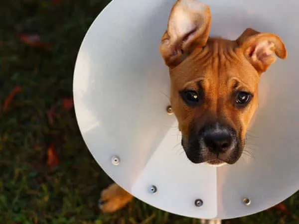 Pet Care Plus Picture 9