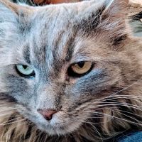Childs Veterinary Clinic ico