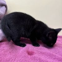 Dunckel Veterinary Hospital ico