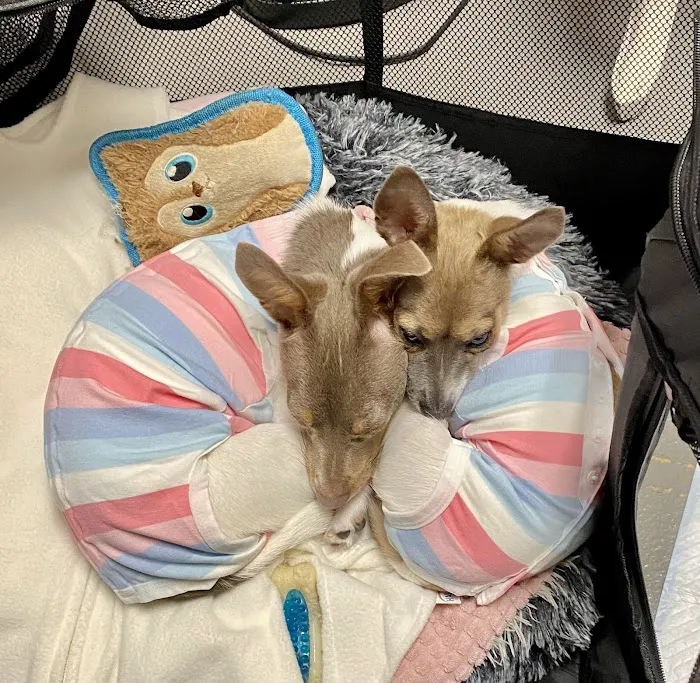 Dunckel Veterinary Hospital Picture 7