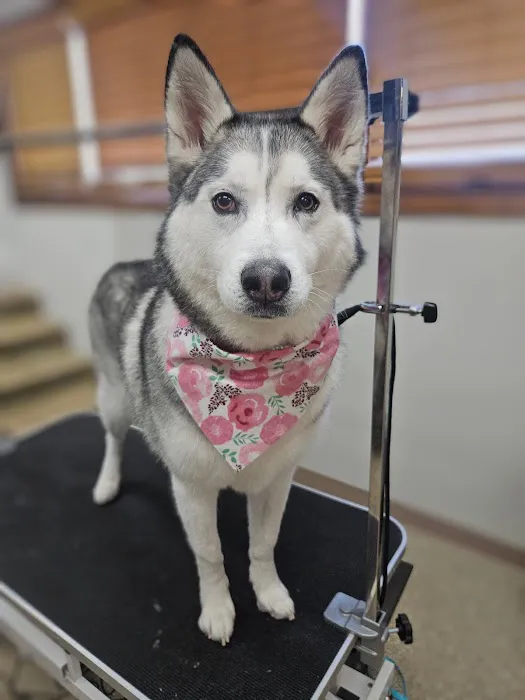 Pierson Pet Hospital Picture 3