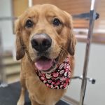 Pierson Pet Hospital