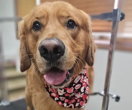 Pierson Pet Hospital