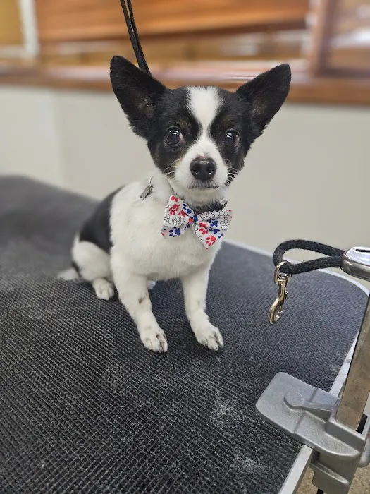 Pierson Pet Hospital Picture 4