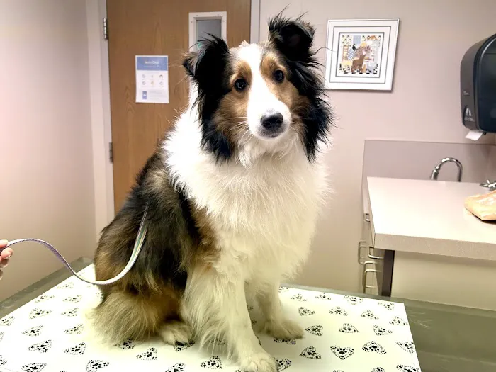 Pierson Pet Hospital Picture 6