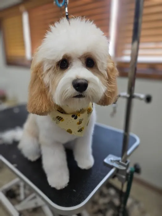 Pierson Pet Hospital Picture 7